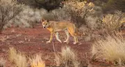 Calling Dingo Back to Country: Australia's New Documentary on Dingoes