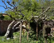 Campaign to Save Mother of All Bramley Apples for Nation