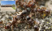 Canadian Hospital Suspends Surgeries After Ant Invasion