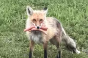 Canadian Police Outfoxed by Hot Dog-Stealing Fox in Woodland Chase