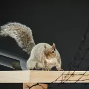 Carling Black Label Revives Iconic 90s Squirrel Ad for Brand Relaunch