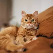 Cat and Dog Microchip Rules in Force: Owners Fear £500 Fines at Vets