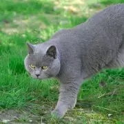 Cat's 'Gift' of Fish Leaves Owner Screaming and Racing for Water
