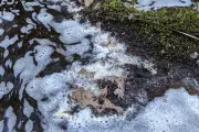 Chemical spill in River Spey tributary kills salmon, eels and birds