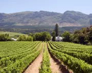 Chenin Blanc: The Chameleon Grape That’s the Tilda Swinton of Wine