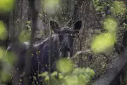 Chernobyl exclusion zone now home to more wildlife than Ukraine's nature reserves
