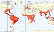 Chikungunya Virus May Spread to Europe and North America Due to Climate Change