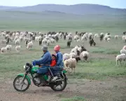 Chinese Shepherds Advert Goes Viral Amid Job Market Strains