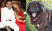 Chris Brown Seeks to Bar Ex-Housekeeper's Evidence in Dog Attack Trial