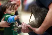 Citizen Campaign Returns Kiwi Birds to Wellington After Century Absence
