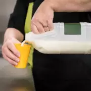 Clever Garden Hack: Turn Empty Milk Cartons into Free Watering Cans