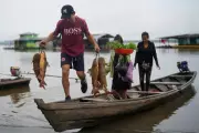 Climate Change Causing Rivers to Lose Oxygen, Threatening Aquatic Life