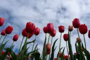 Climate Change Threatens Tens of Thousands of Plant Species with Extinction