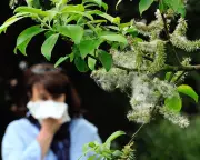 Climate Crisis Worsens Hay Fever, Pollen Season Lengthens by Two Weeks
