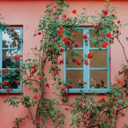 Climbing Roses Bloom Fuller with Simple Horizontal Training Trick