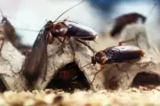 Cockroach Party Unites Millions of Frustrated Indian Youth