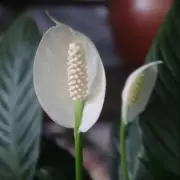 Coffee Grounds: The Secret to Thriving Peace Lilies