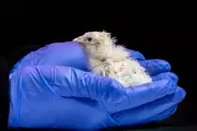 Colossal Biosciences Claims Breakthrough with Artificial Egg Hatching