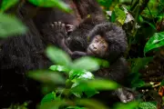 Counting Mountain Gorillas in Uganda: A Census in Pictures