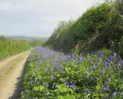 Country Diary: Bluebells Bloom as Ferns Overtake in Tamar Valley