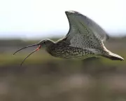 Country Diary: Curlew's Call Echoes Across Anglesey Marsh