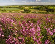 Country Diary: May 1906 Wild Plants Overflow with Health and Beauty