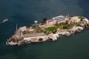 Coyote Stuns Experts with Two-Mile Swim to Alcatraz Island