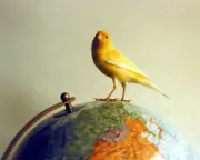 Crispin the Canary: A Tiny Bird with a Giant Ego and Voice