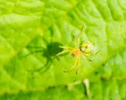 Cucumber Spider Camouflage Revealed in Spring Forest Bathing