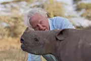 David Attenborough's 22 Greatest TV Moments as He Turns 100