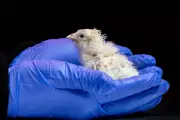 De-Extinction Firm Hatches Chicks from Artificial Eggshell Technology