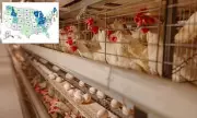 Deadly Antibiotic-Resistant Salmonella Outbreak Linked to Backyard Poultry