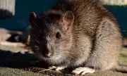 Deadly Rodent Virus Kills Three on Cruise Ship, Briton Critical