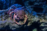 Deep-Sea Mining Puts Rare Species at Extinction Risk, Scientists Warn