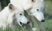 Dire wolf pups from de-extinction ready to breed, Colossal Biosciences says