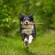 Dog Behaviourist Warns Against 'Super Smart' Breeds for New Owners
