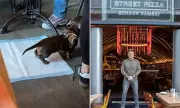 Dog on Training Pad in Gordon Ramsay Restaurant Sparks Outrage