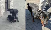 Dog Owner Banned for Five Years After Punching and Starving Rottweiler