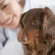 Dog Owners Urged to Follow '5-Second Test' Ahead of May Bank Holiday