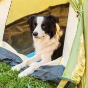 Dog Owners Warned: Keep Pets Off Artificial Grass in Hot Weather
