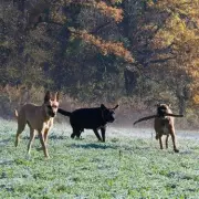 Dog Trainer Says Spaniels Not Suited for Busy Family Homes