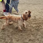 Dog Trainer Says Your Pet's Barking Is Your Fault But Fixable