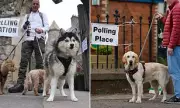Dogs Steal the Show at UK Local Elections with #DogsAtPollingStations