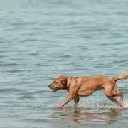 Dogs Trust Warns UK Dog Owners About Tick Risks This Weekend