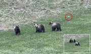 Drone Operator Sparks Fury After Harassing Grizzly Bear and Cubs in Yellowstone