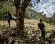 Drug Gang Attacks Force Hundreds of Indigenous Families to Flee in Mexico