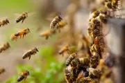 Early Bee Swarm Season in North America Raises Climate Concerns