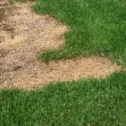 Easy Mowing Step to Keep Lawn Green in Summer Heat