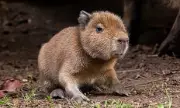 Edinburgh Zoo Welcomes First Capybara Born in Scotland in 18 Years