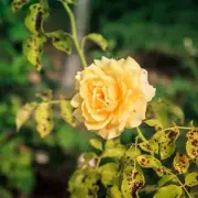 Eliminate Rose Black Spot with Weekly Baking Soda Spray